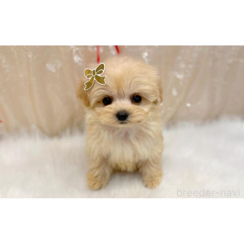 販売中の愛知県のマルプー:マルチーズ×トイプードル-442309の4枚目