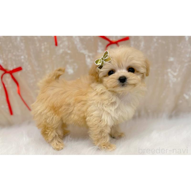 販売中の愛知県のマルプー:マルチーズ×トイプードル-442309の2枚目