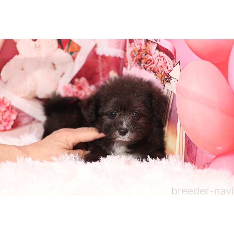 販売中の大阪府のポメプー:ポメラニアン×トイプードル-442329の3枚目