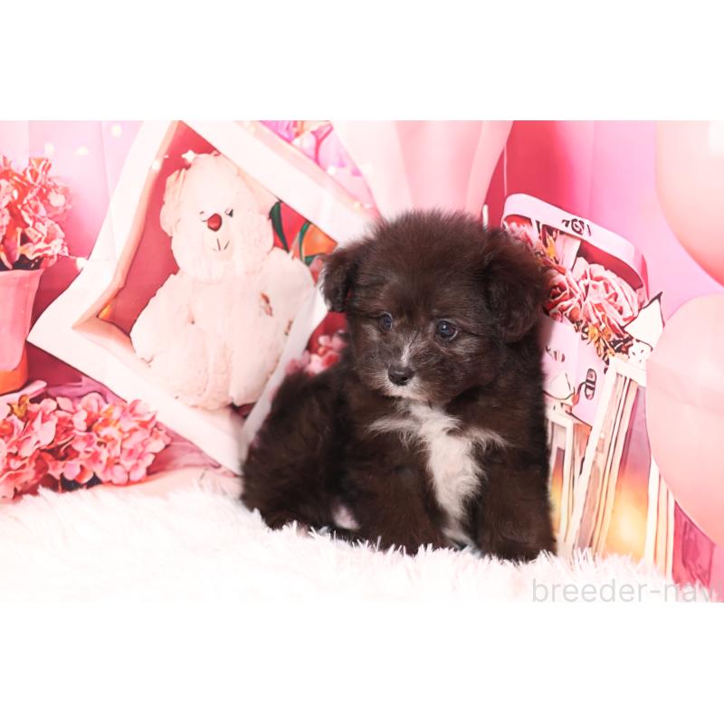 販売中の大阪府のポメプー:ポメラニアン×トイプードル-442329の2枚目