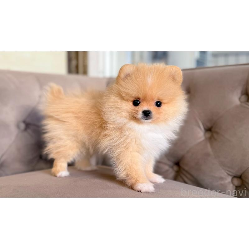 販売中の愛知県のポメラニアン-442312の3枚目
