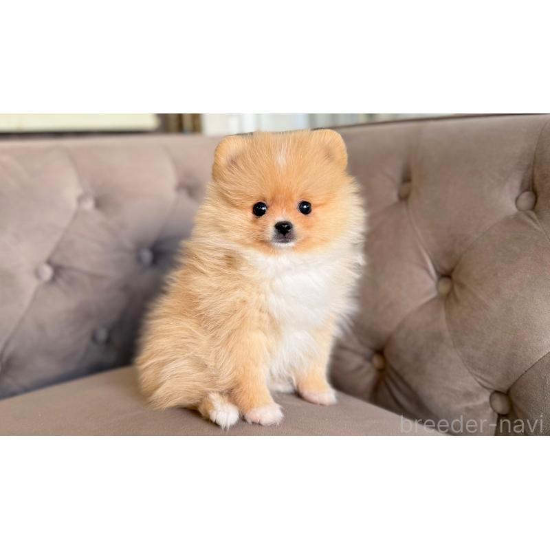 販売中の愛知県のポメラニアン-442312の2枚目