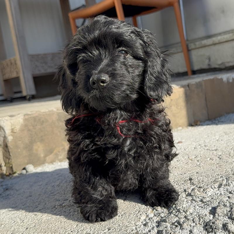 販売中の埼玉県のダップー:ミニチュアダックスフンド×トイプードル-441085の7枚目