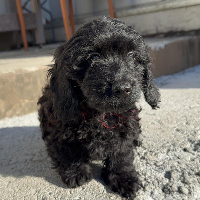 販売中の埼玉県のダップー:ミニチュアダックスフンド×トイプードル-441085の6枚目