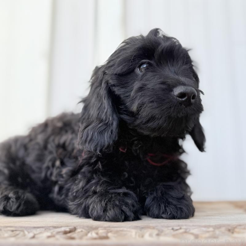 販売中の埼玉県のダップー:ミニチュアダックスフンド×トイプードル-441085の5枚目