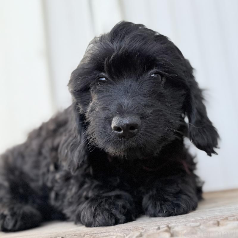 販売中の埼玉県のダップー:ミニチュアダックスフンド×トイプードル-441085の4枚目