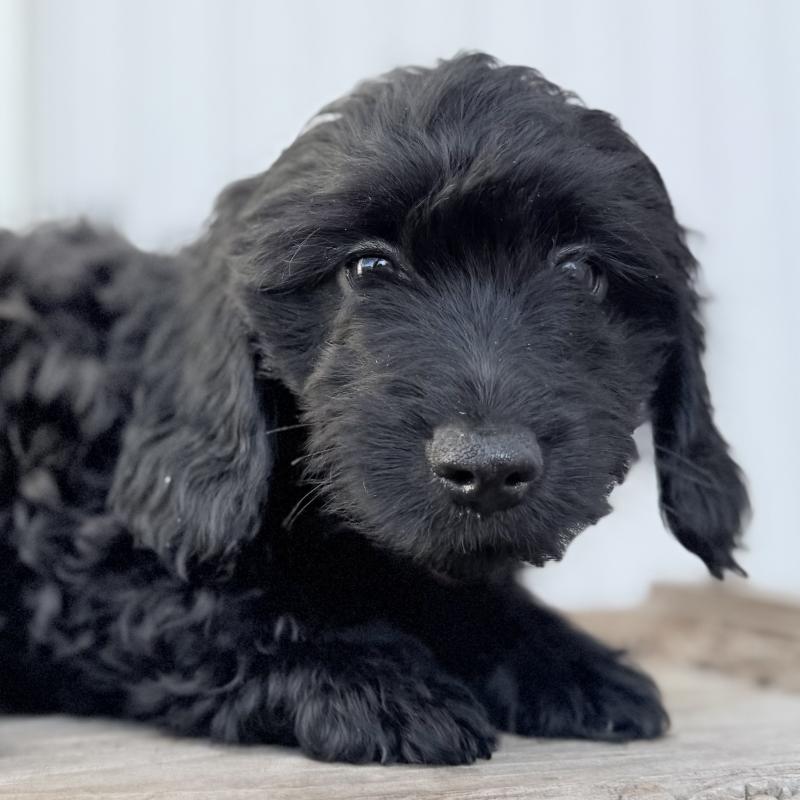 販売中の埼玉県のダップー:ミニチュアダックスフンド×トイプードル-441085の3枚目