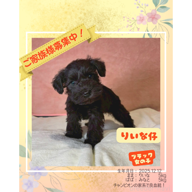 販売中の大阪府のミニチュアシュナウザー-441500