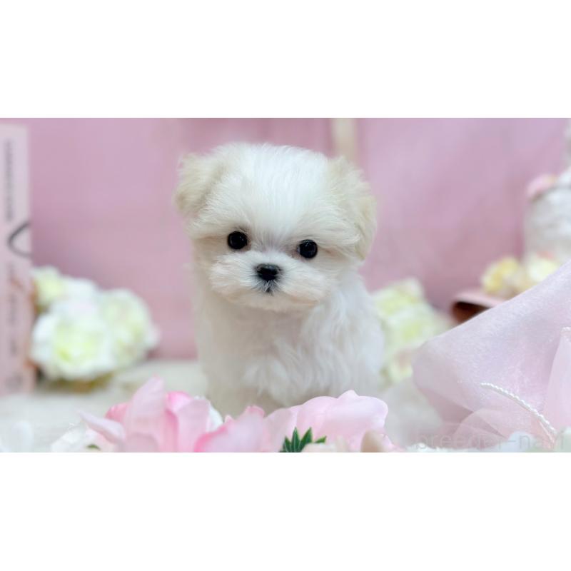 販売中の愛知県のマルチーズ-442314の4枚目