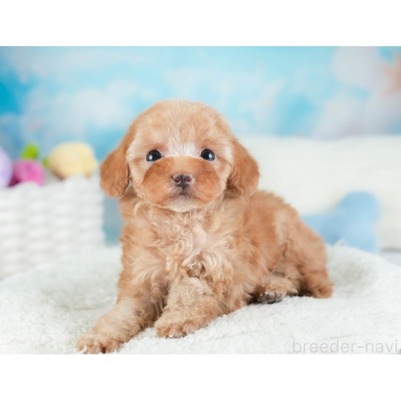 販売中の埼玉県のタイニープードル-442315の10枚目