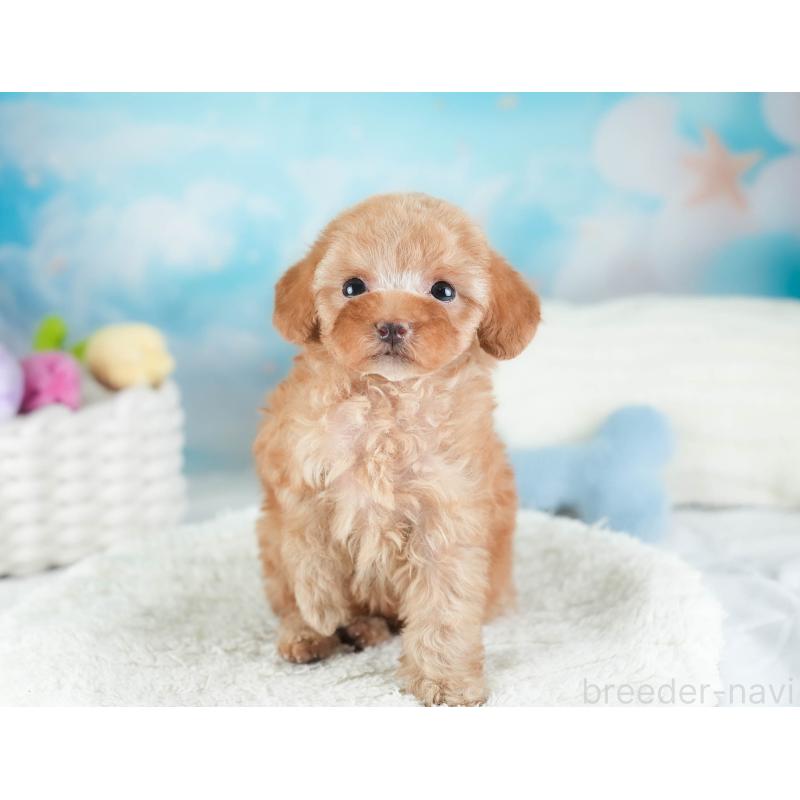 販売中の埼玉県のタイニープードル-442315の9枚目