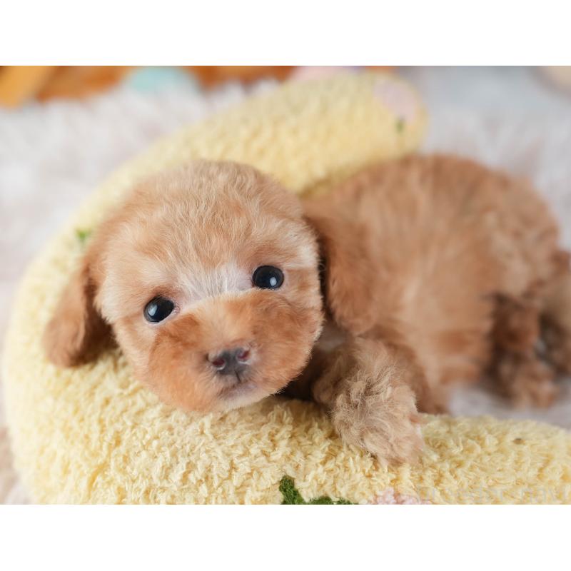 販売中の埼玉県のタイニープードル-442315の8枚目