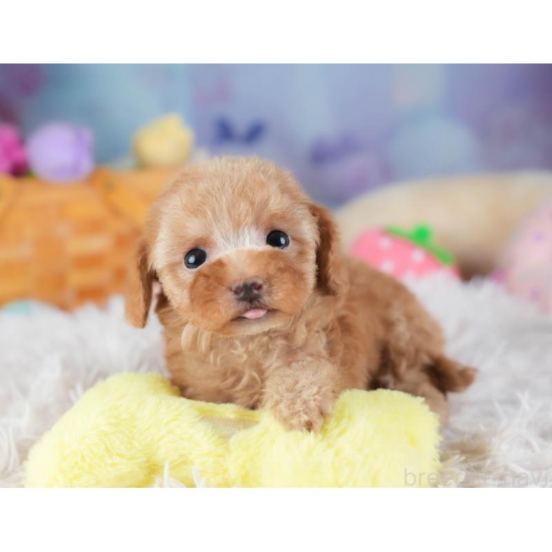 販売中の埼玉県のタイニープードル-442315の7枚目