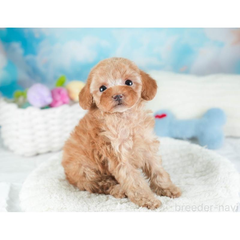 販売中の埼玉県のタイニープードル-442315の6枚目