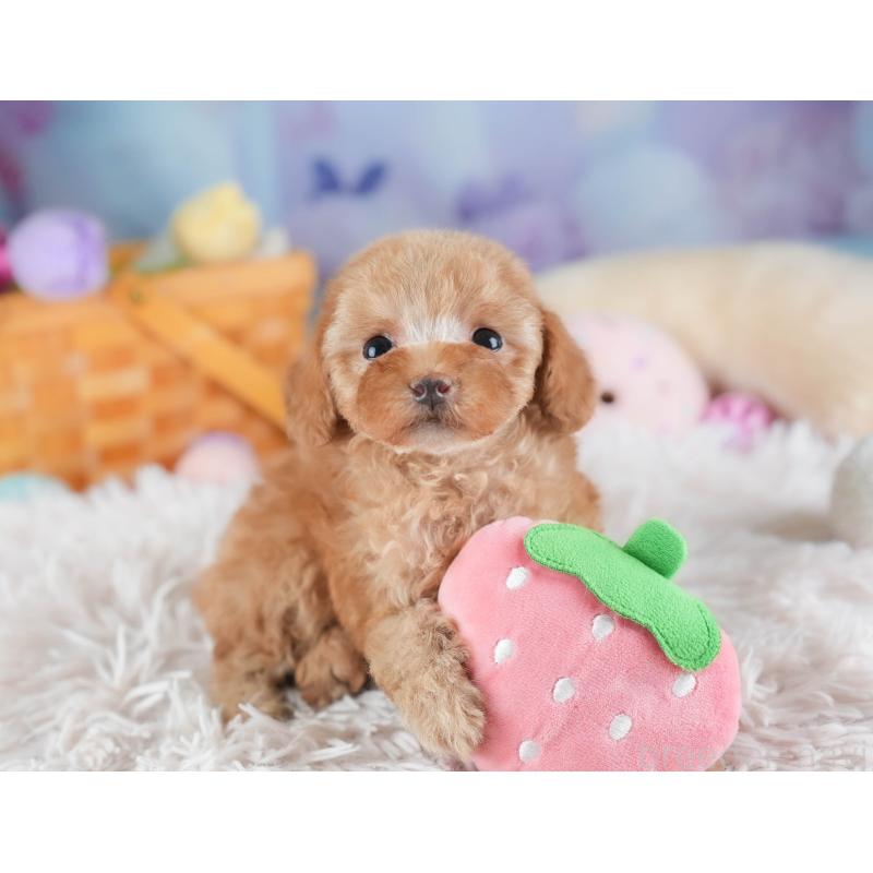 販売中の埼玉県のタイニープードル-442315の5枚目