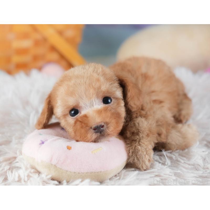 販売中の埼玉県のタイニープードル-442315の4枚目