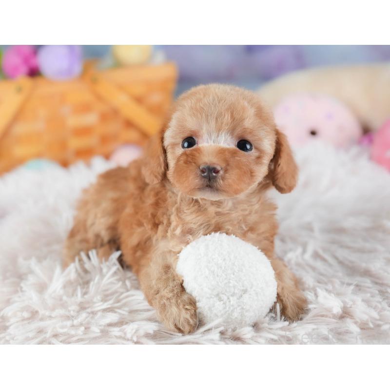 販売中の埼玉県のタイニープードル-442315の3枚目