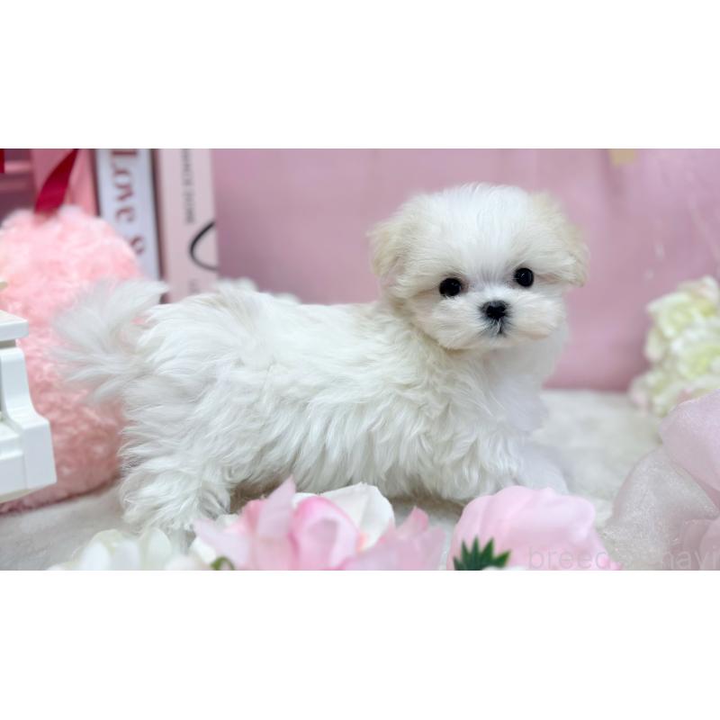 販売中の愛知県のマルチーズ-442314の3枚目