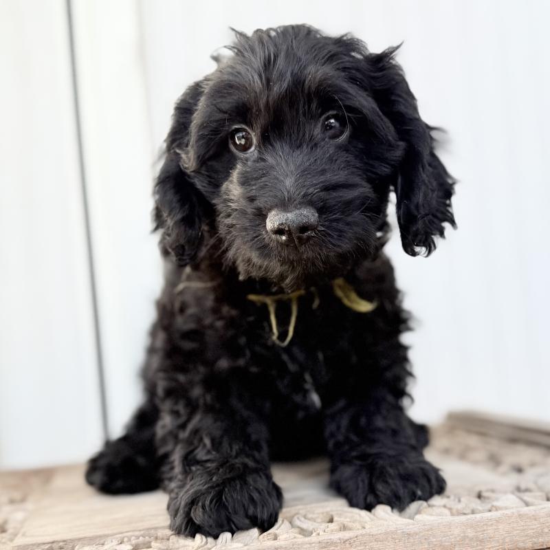 成約済の埼玉県のダップー:ミニチュアダックスフンド×トイプードル-441092の10枚目