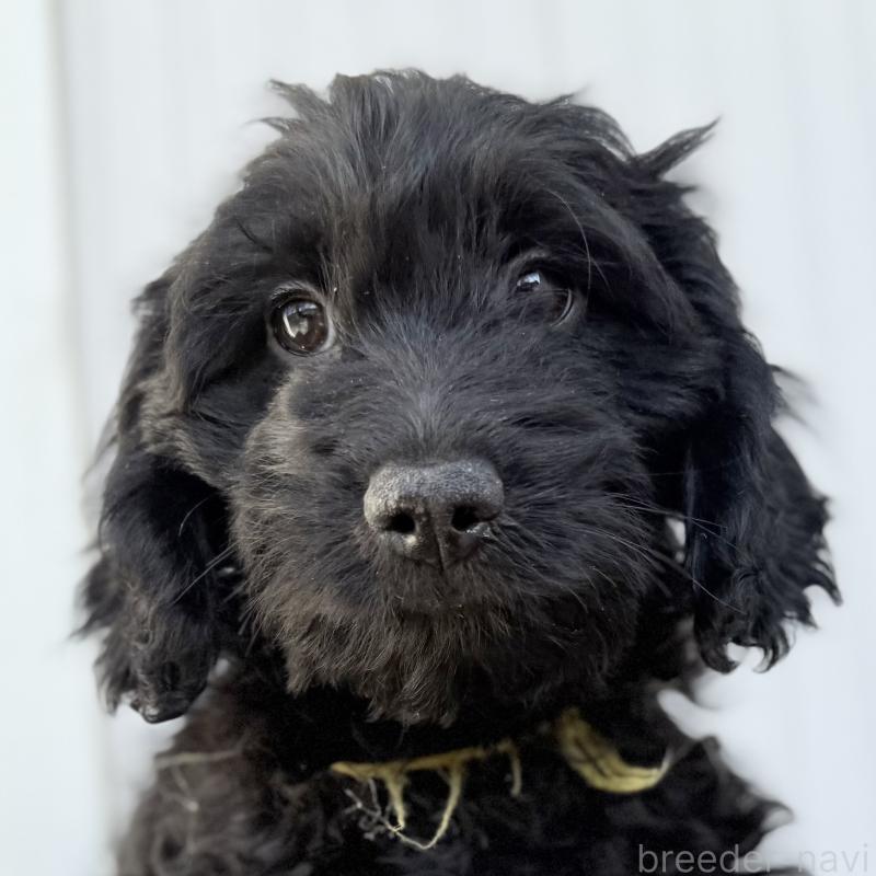 成約済の埼玉県のダップー:ミニチュアダックスフンド×トイプードル-441092の9枚目