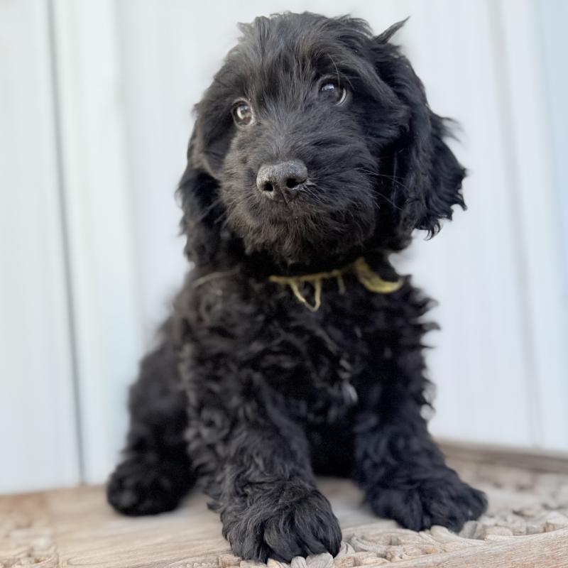 成約済の埼玉県のダップー:ミニチュアダックスフンド×トイプードル-441092の8枚目