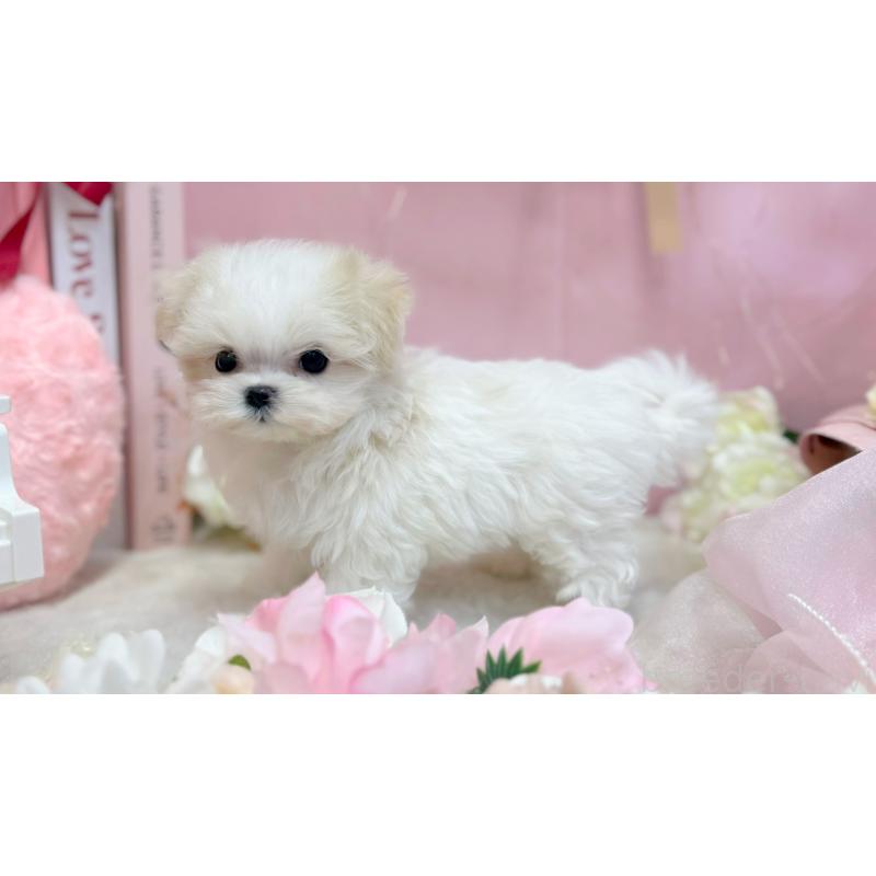 販売中の愛知県のマルチーズ-442314の2枚目