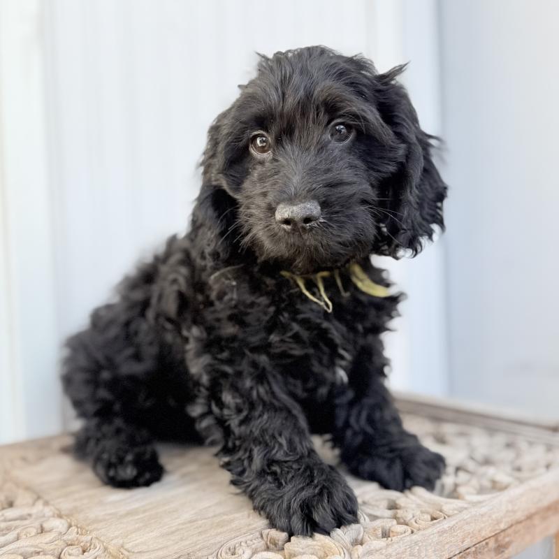 販売中の埼玉県のダップー:ミニチュアダックスフンド×トイプードル-441092