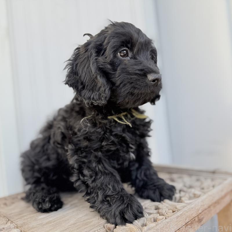 成約済の埼玉県のダップー:ミニチュアダックスフンド×トイプードル-441092の6枚目