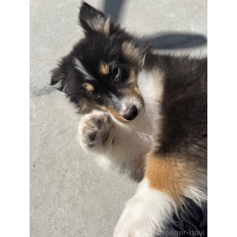 販売中の山梨県のオーストラリアンシェパード-423324の6枚目