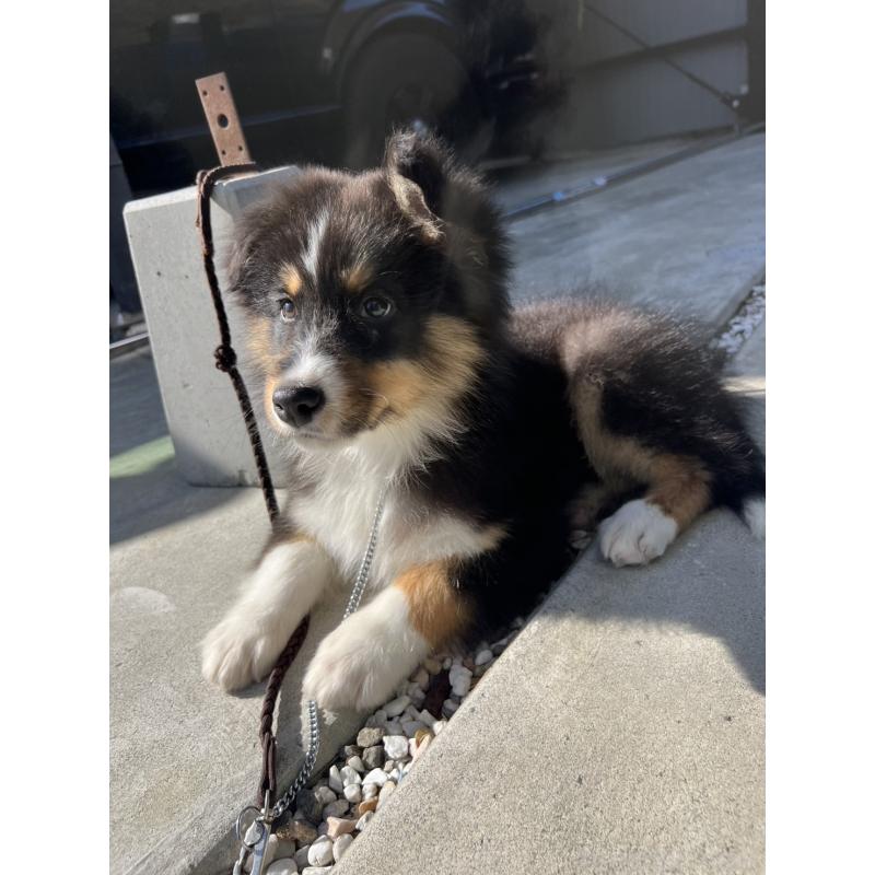 販売中の山梨県のオーストラリアンシェパード-423324の5枚目