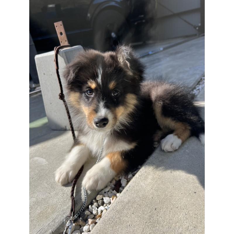 販売中の山梨県のオーストラリアンシェパード-423324の4枚目