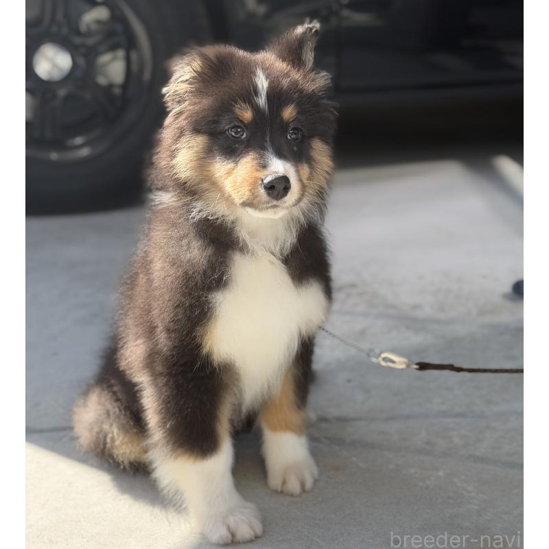 販売中の山梨県のオーストラリアンシェパード-423324の2枚目