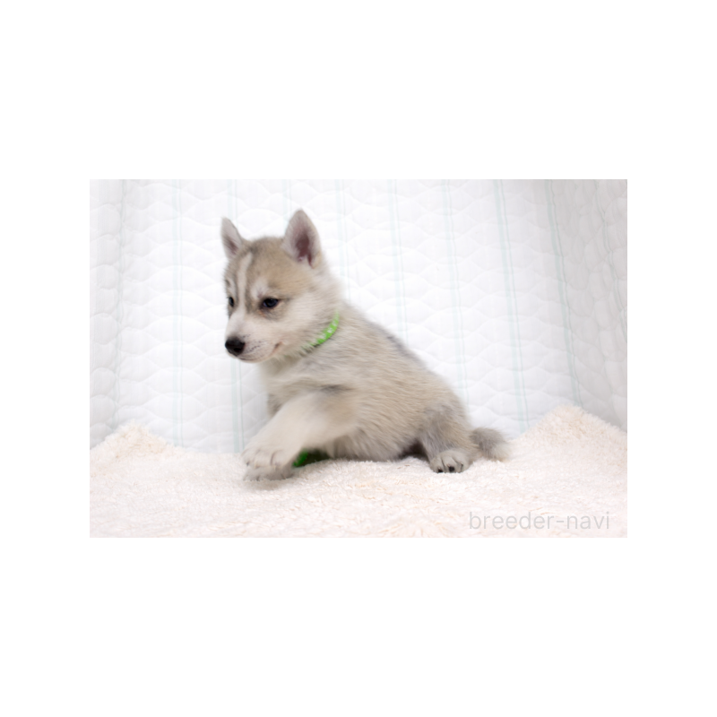 販売中の栃木県のシベリアンハスキー-442316の4枚目