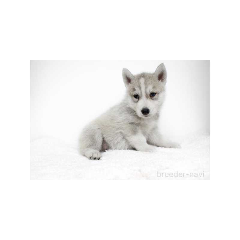 販売中の栃木県のシベリアンハスキー-442316の2枚目