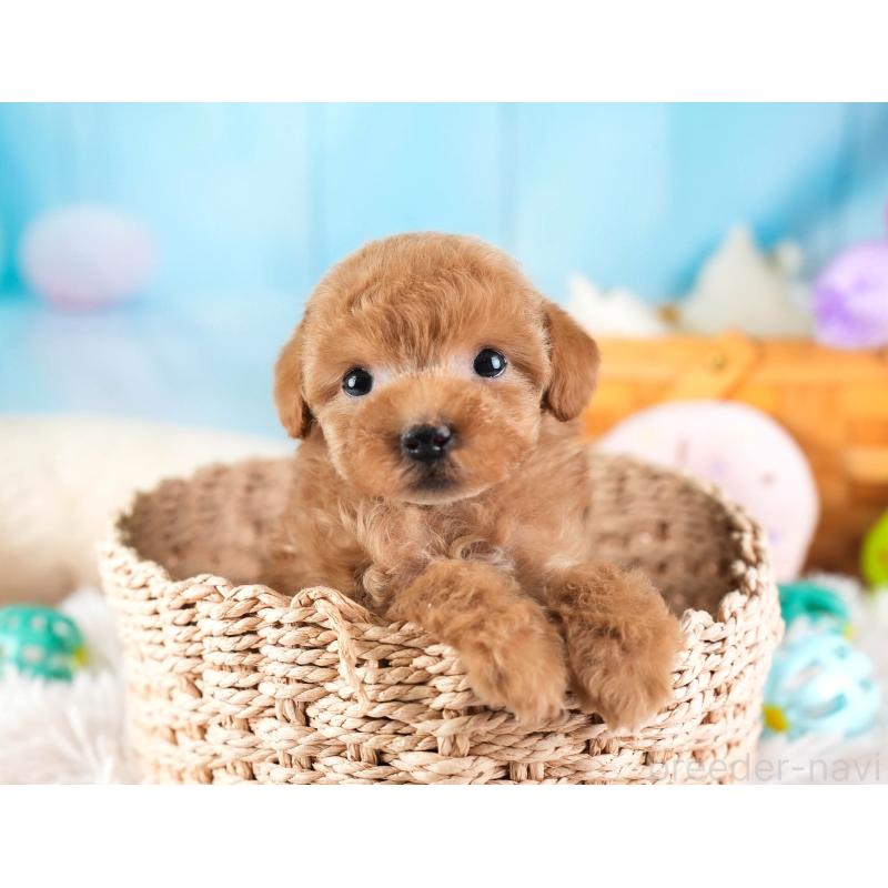 販売中の埼玉県のティーカッププードル-442317の10枚目