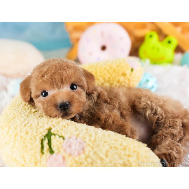 販売中の埼玉県のティーカッププードル-442317の8枚目