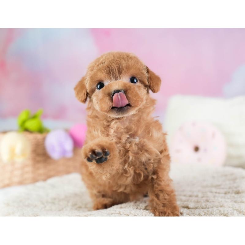 販売中の埼玉県のティーカッププードル-442317の7枚目