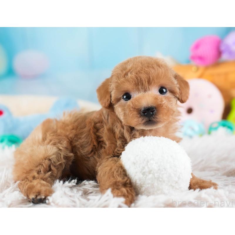 販売中の埼玉県のティーカッププードル-442317の6枚目