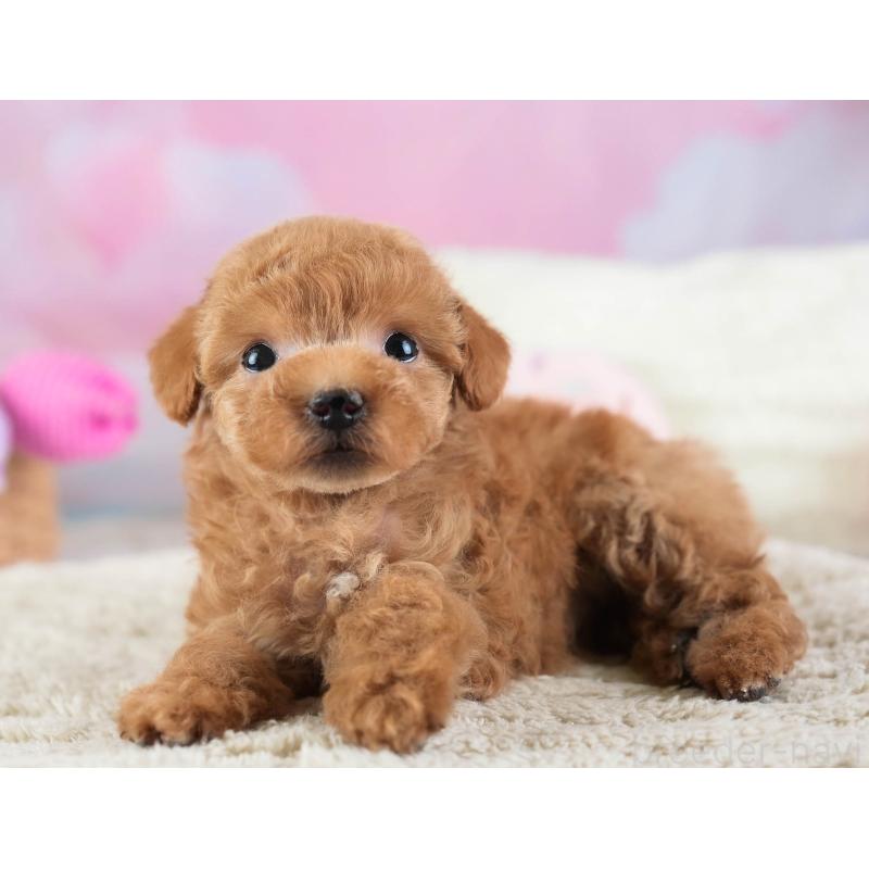 販売中の埼玉県のティーカッププードル-442317の5枚目