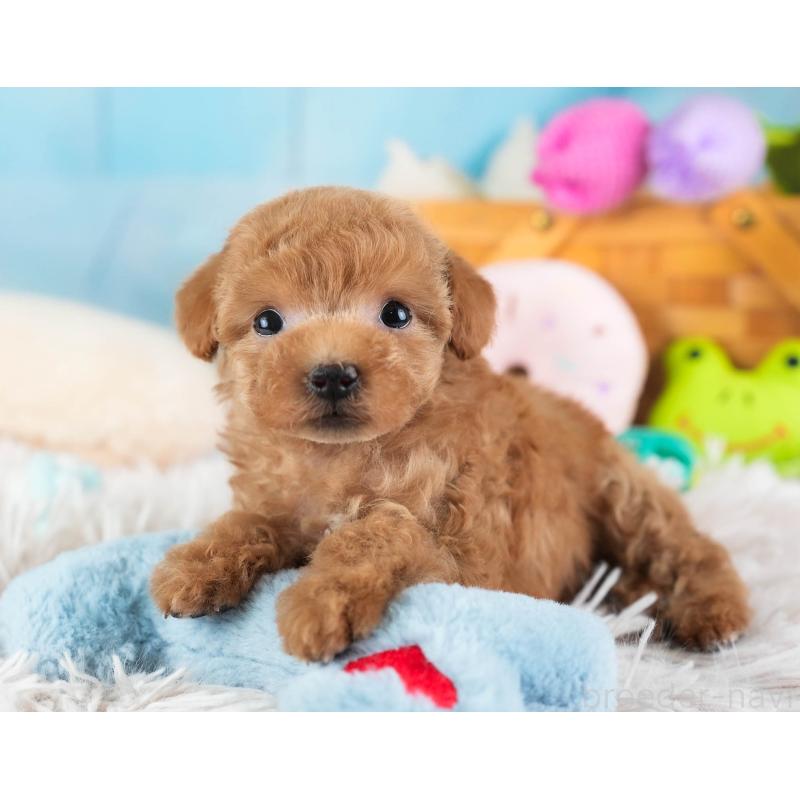 販売中の埼玉県のティーカッププードル-442317の4枚目