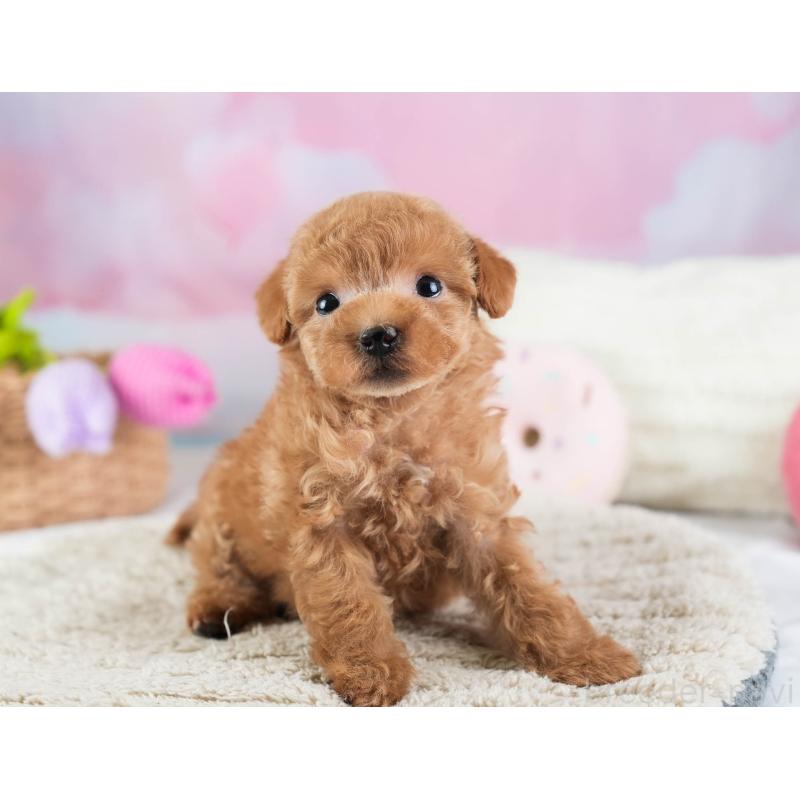 販売中の埼玉県のティーカッププードル-442317の3枚目