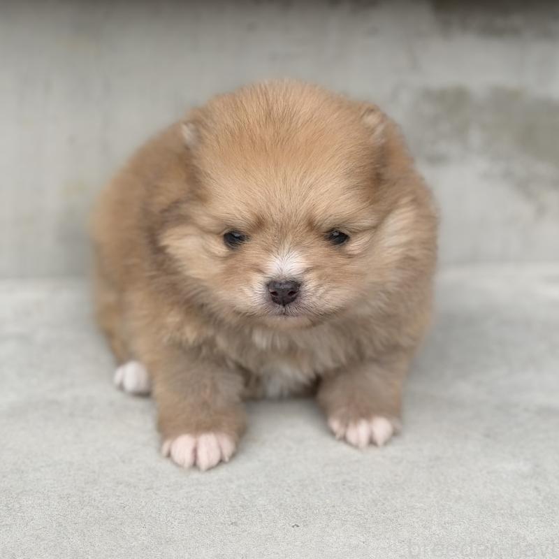 販売中の山梨県のポメラニアン-436994