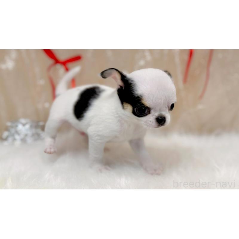 販売中の愛知県のチワワ(スムースコート)-442318の5枚目