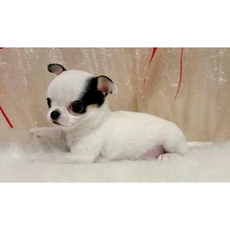 販売中の愛知県のチワワ(スムースコート)-442318の4枚目