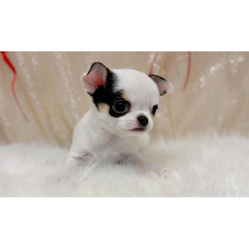 販売中の愛知県のチワワ(スムースコート)-442318の3枚目