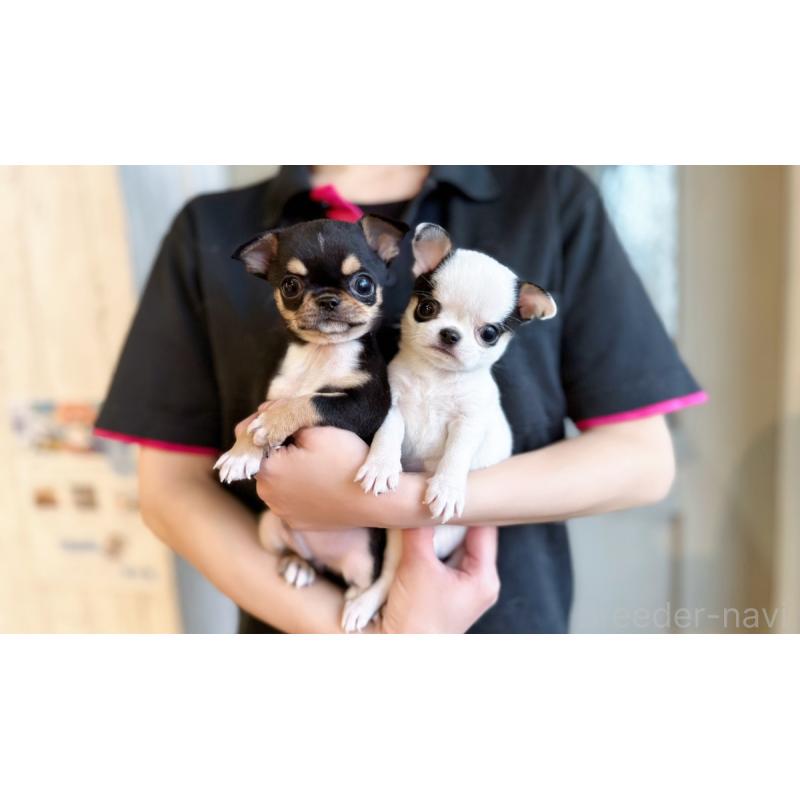 販売中の愛知県のチワワ(スムースコート)-442318の2枚目