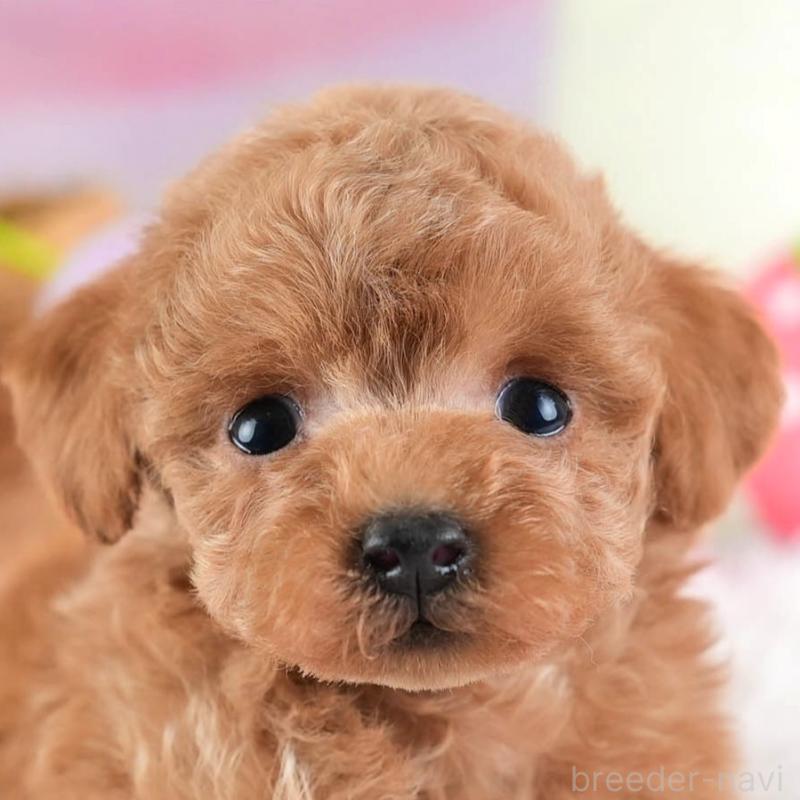 販売中の埼玉県のティーカッププードル-442319