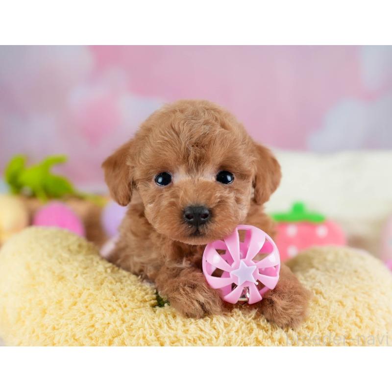 販売中の埼玉県のティーカッププードル-442319の11枚目