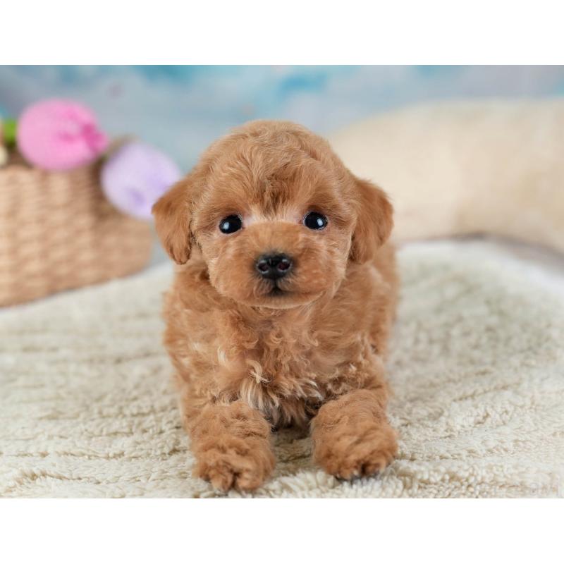 販売中の埼玉県のティーカッププードル-442319の10枚目