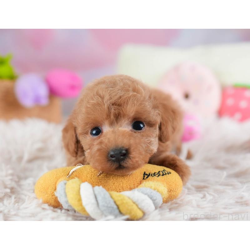 販売中の埼玉県のティーカッププードル-442319の9枚目